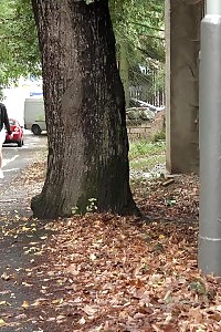 Plumpy Babe Pulls Up Her Dress To Pee Outside