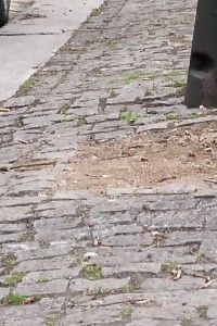 Irresistable European Has A Much Needed Pee Outside