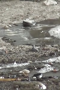 Closeup Peeing Action With Staggering Ginger Angel