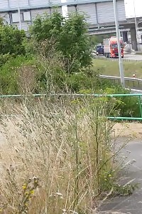 Surprising Brunette Victoria Daniels Squats To Piss